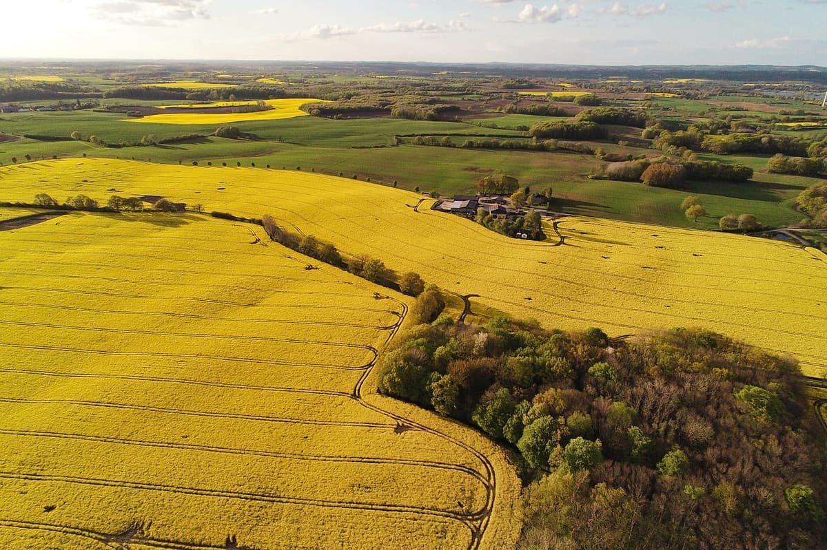 Rapsfeld aus der Luft